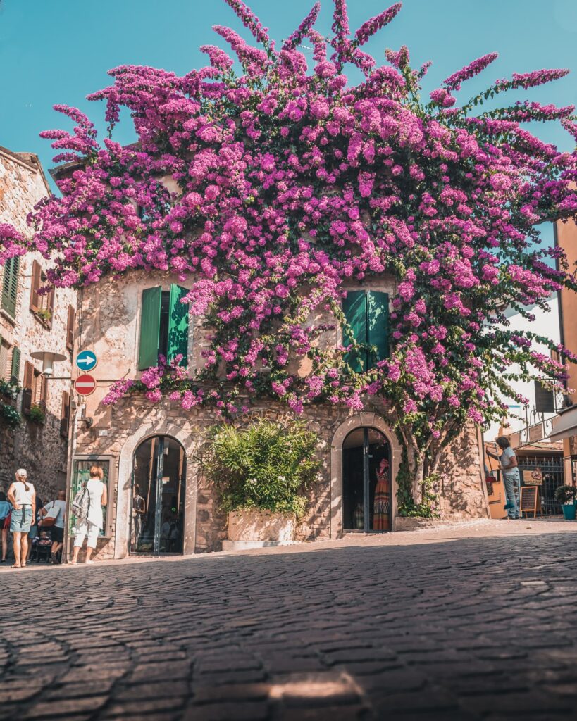 Garda Lake - pictures of a house covered with pink flowers in Sirmione