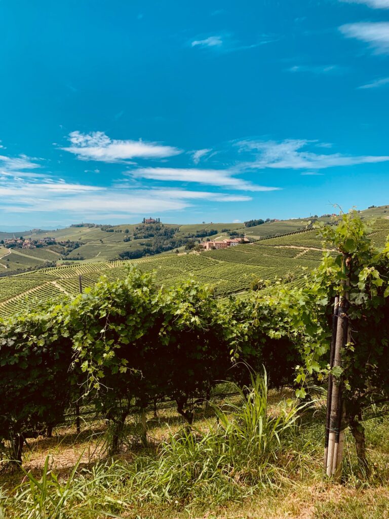 Piedmont Vineyard view