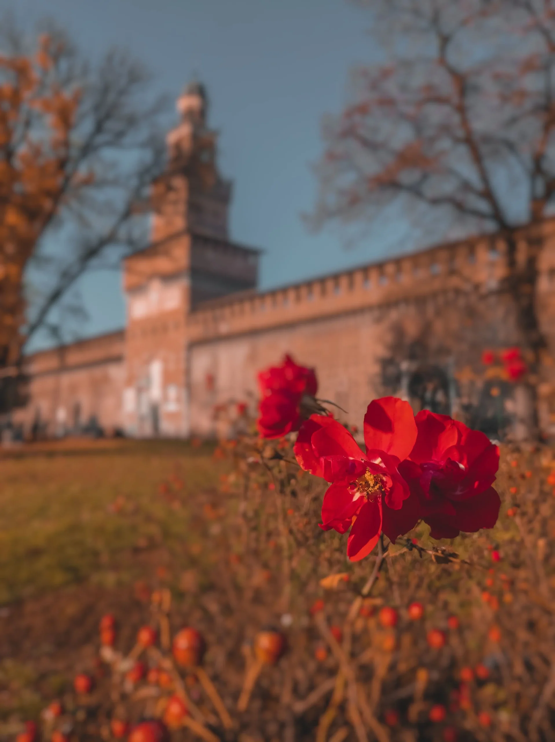 A red flower in a meadow, and in the background, Milan's Castello Sforzesco